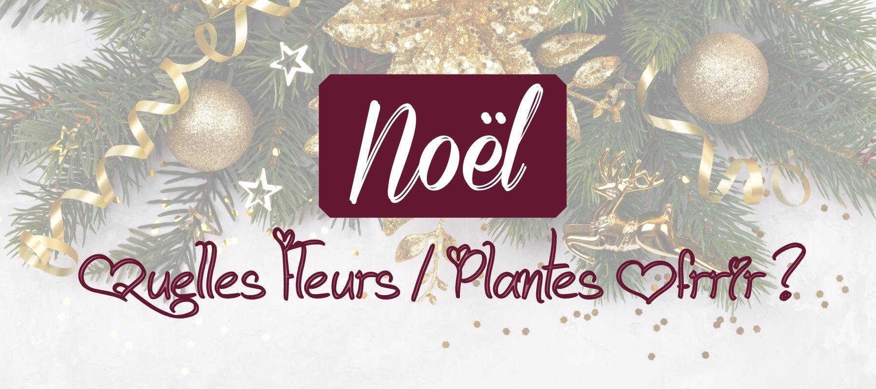 Quelle plante ou fleur offrir pour Noël ? - Auréole Florale