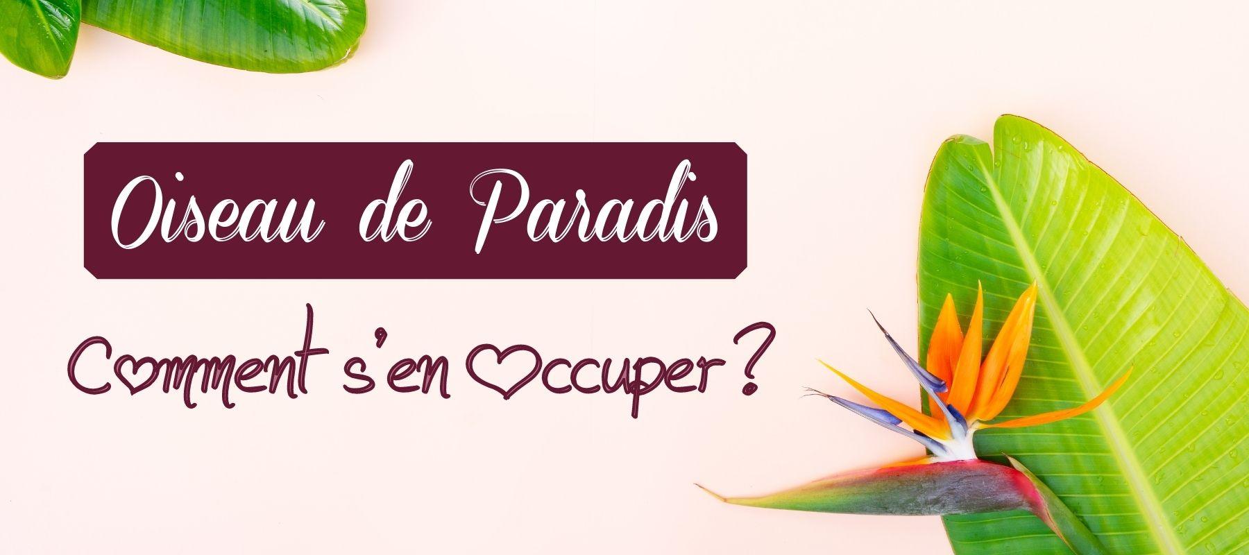 oiseau de paradis entretien
