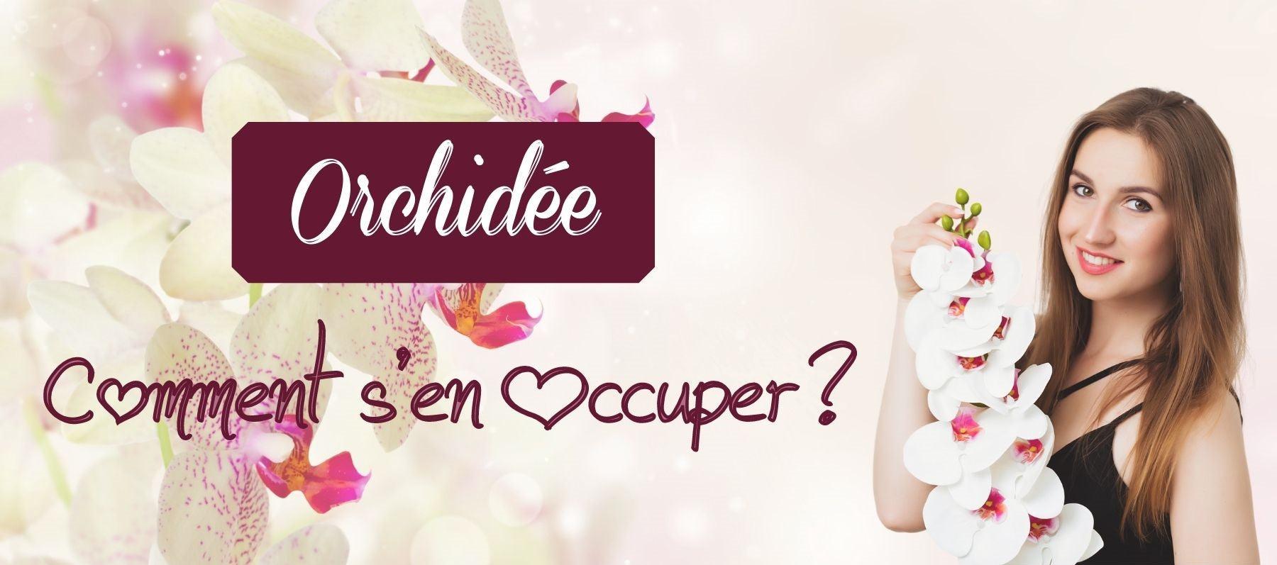 comment arroser orchidée