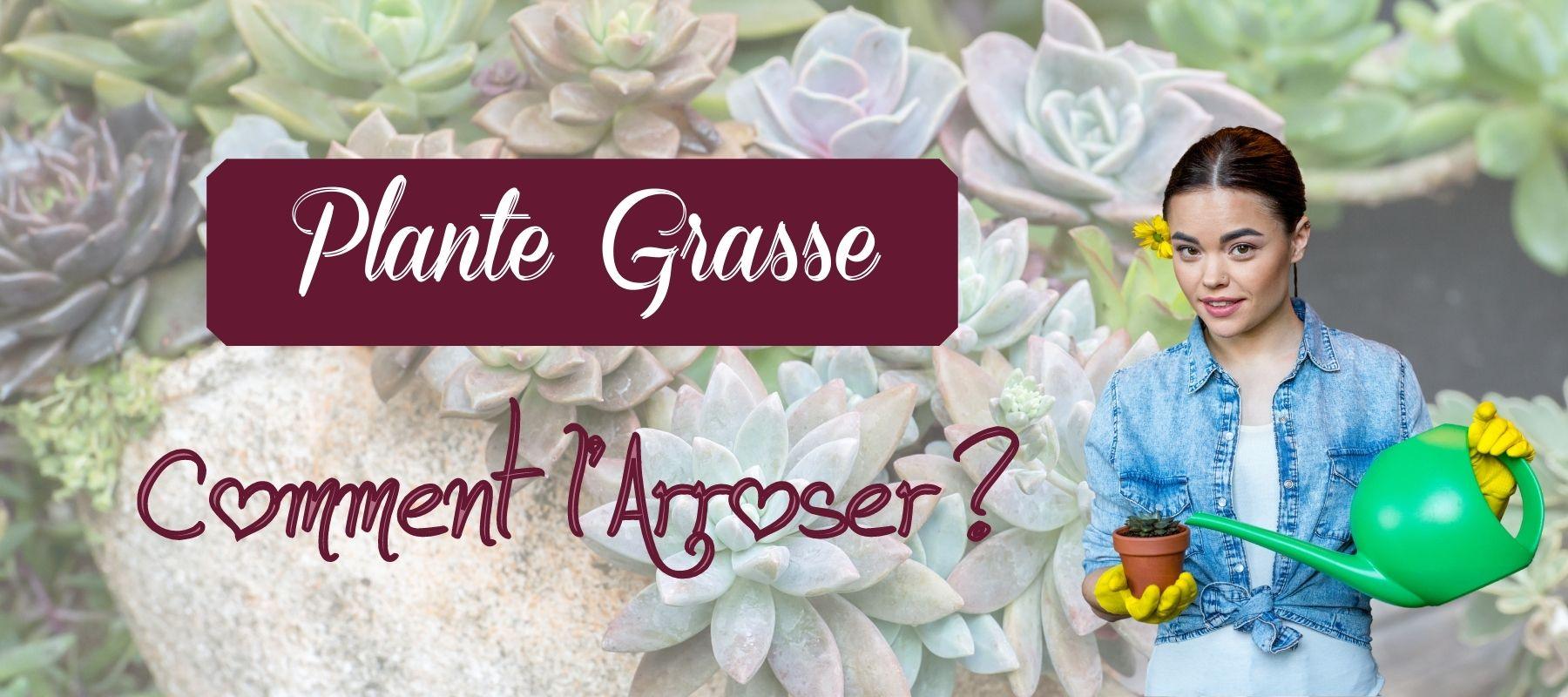 comment arroser une succulente