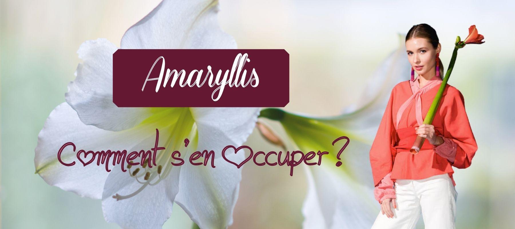 comment garder amaryllis