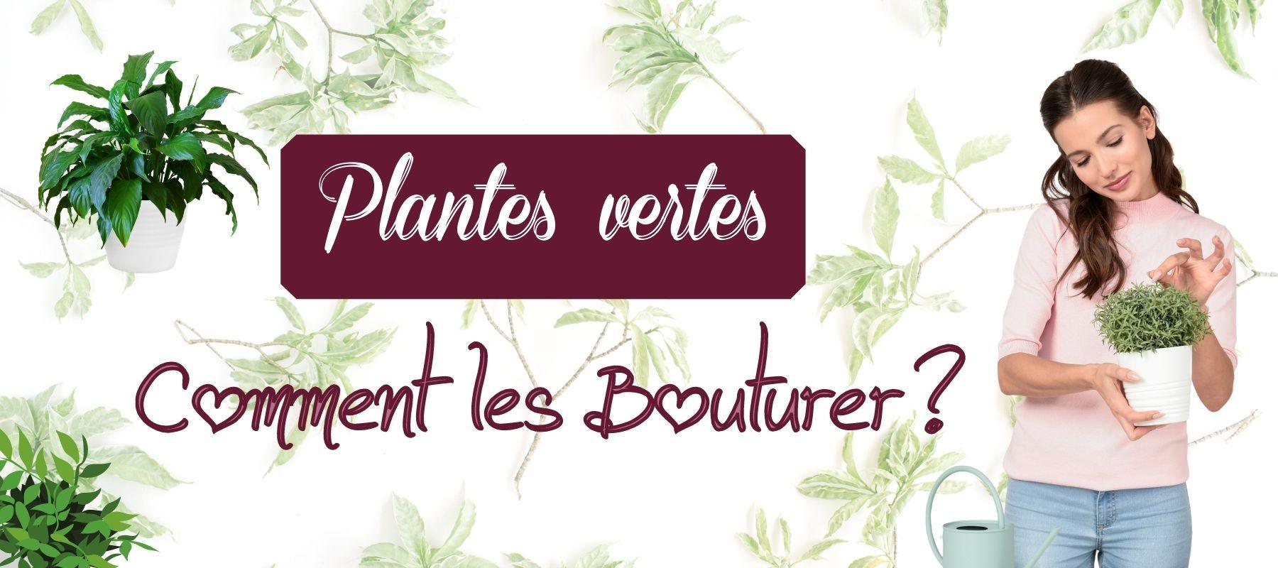 comment faire boutures plantes vertes